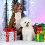 Jake is a Pit Bull and Liberty is a Bichon Frise owned by Tasheena Housman. Photo courtesy of Jerry & Lois Photography.