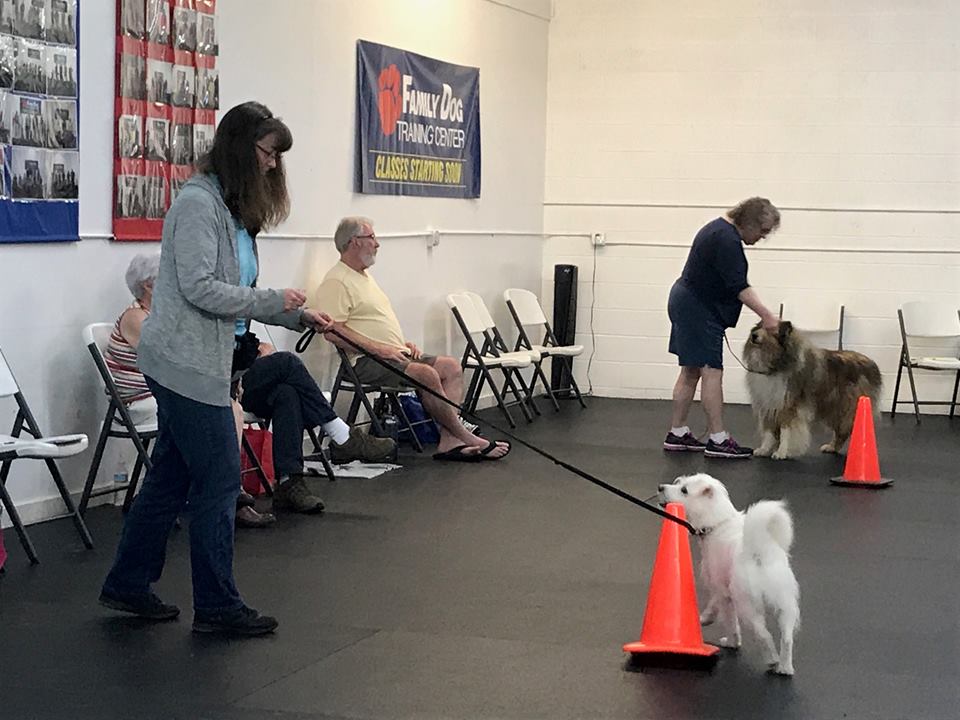 Trick Dog Training Family Dog Training Center